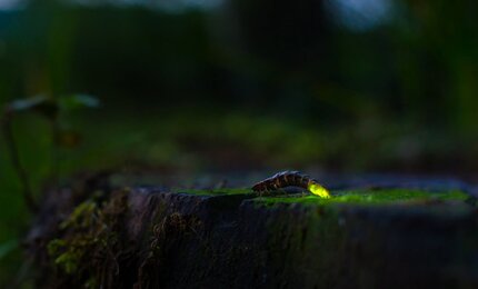 Wald, Abend, Insekt, leuchtet, Baumstamm, Tier