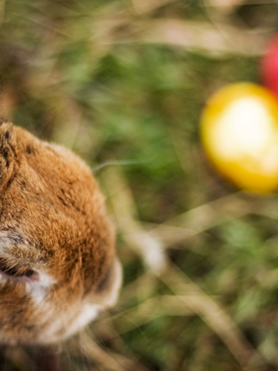 Hase, Wiese, Ostereier, Osterhase, Ostern