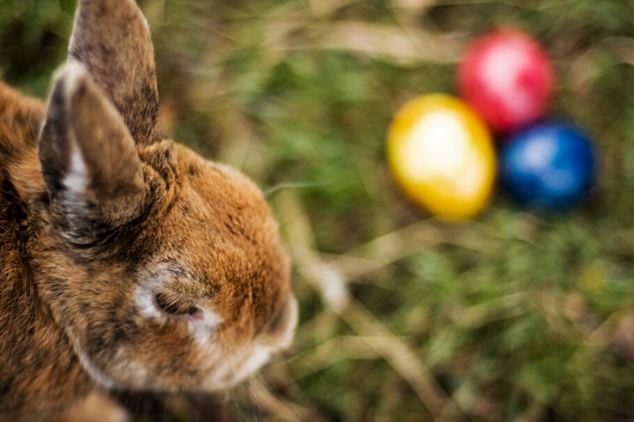 Hase, Wiese, Ostereier, Osterhase, Ostern