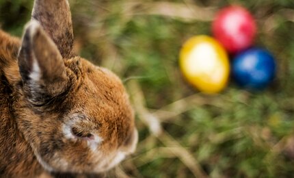 Hase, Wiese, Ostereier, Osterhase, Ostern