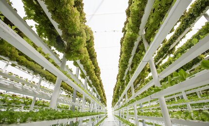 vertical farming, Pflanzen, Gewächshaus, Landwirtschaft