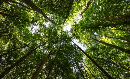 Wald, Bäume, Nachhaltigkeit