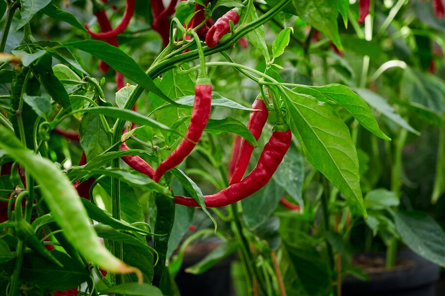 Chili, Pflanze, rote Chili