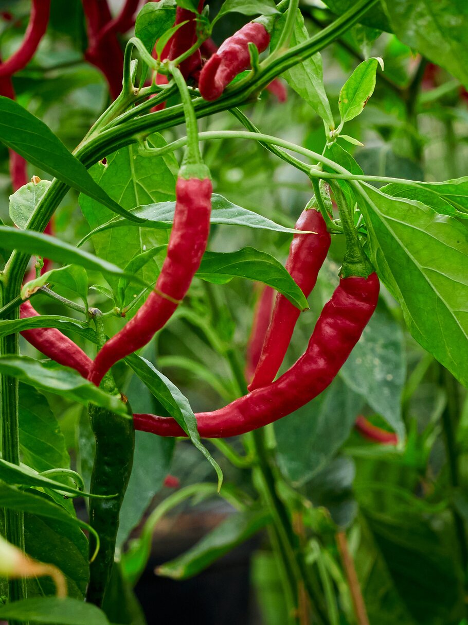 Chili, Pflanze, rote Chili